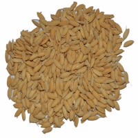Pale Rice Malt - 2 LB