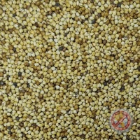 Roasted Goldfinch Millet Malt - 1 LB